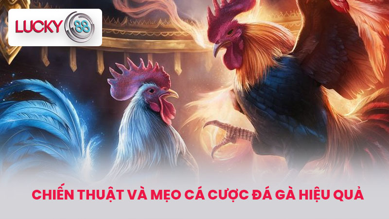 Cá Cược Đá Gà Tại LUCKY88 - Hướng Dẫn Chi Tiết Cách Tham Gia 3 Chiến Thuật Và Mẹo Cá Cược Đá Gà Hiệu Quả