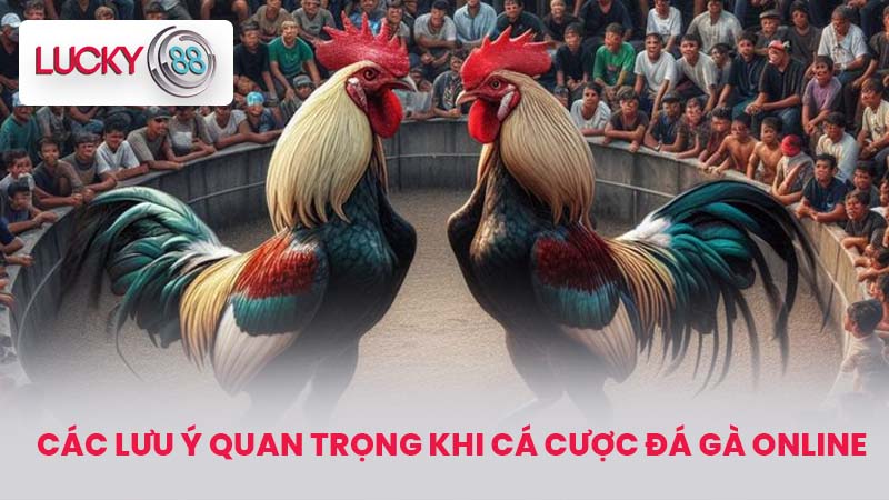 Cá Cược Đá Gà Tại LUCKY88 - Hướng Dẫn Chi Tiết Cách Tham Gia 4 Các Lưu Ý Quan Trọng Khi Cá Cược Đá Gà Online