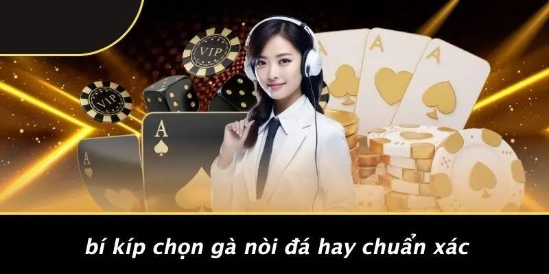GÀ NÒI ĐÁ HAY: HÀNH TRÌNH TRẢI NGHIỆM KHÔNG GIỚI HẠN 2 Bí Kíp Chọn Gà Nòi Đá Hay Chuẩn Xác